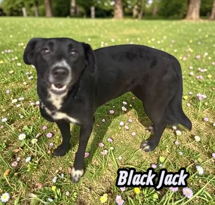 Black Jack - Photo 1