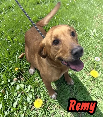 Remy - Photo 1