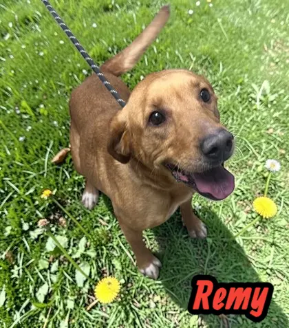 Remy