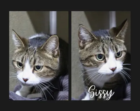 Sissy
