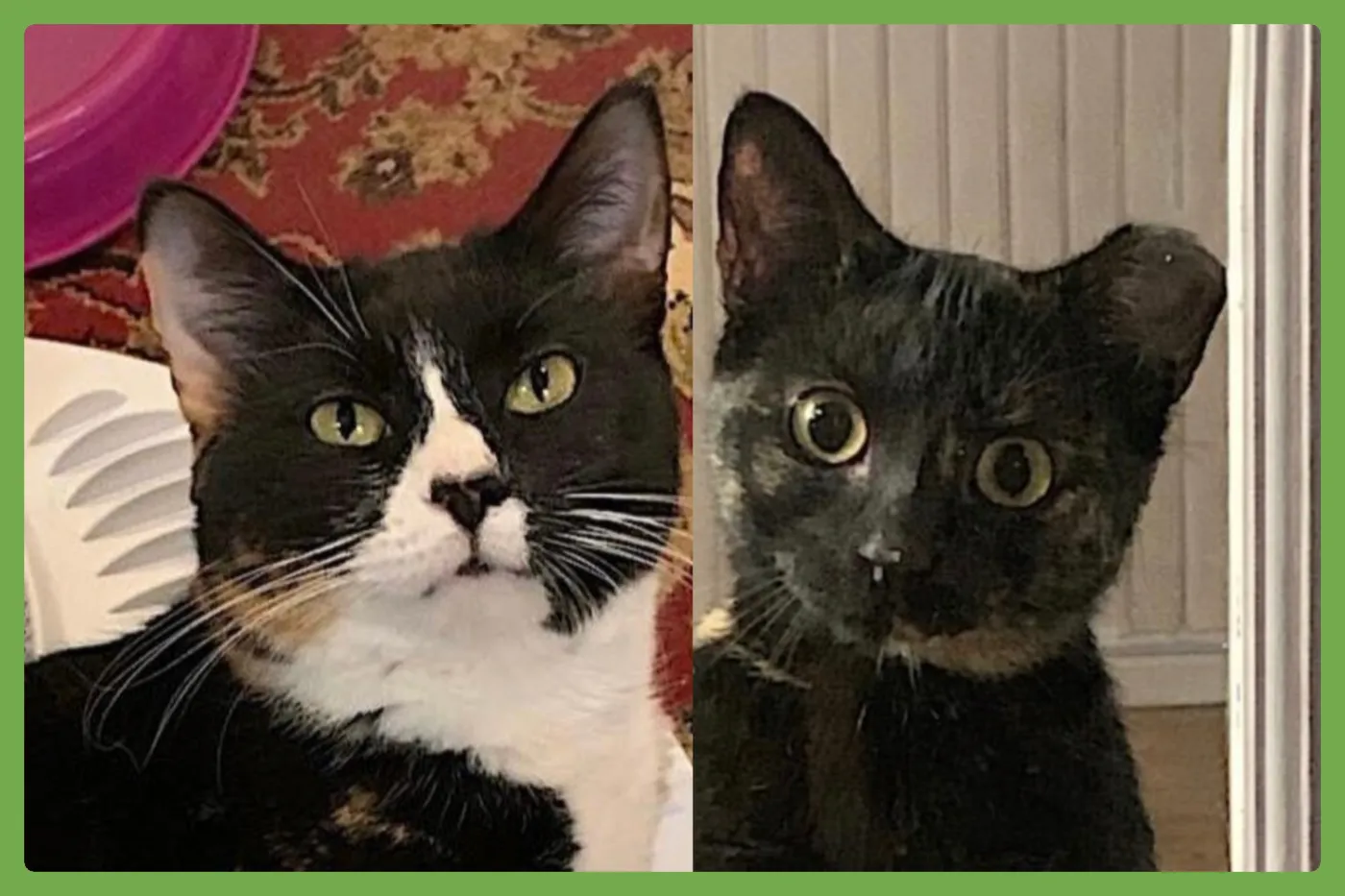 Momma Bear - Photo 1