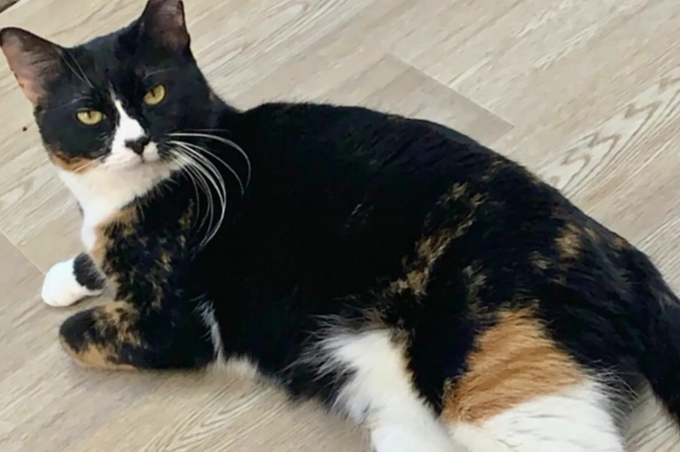 Momma Bear - Photo 2