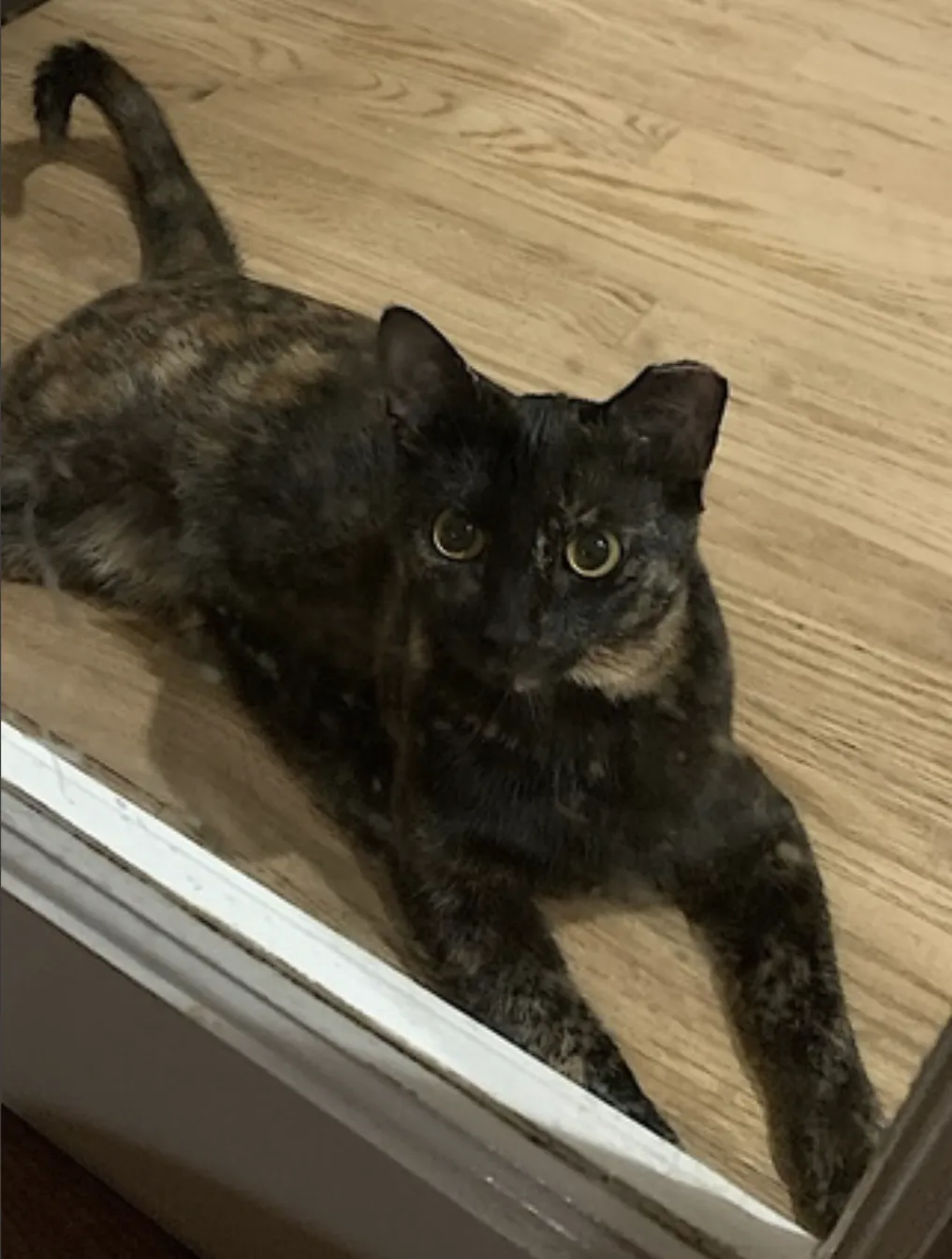 Momma Bear - Photo 3