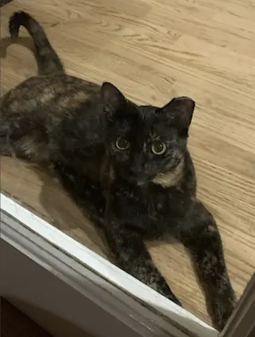 Momma Bear thumbnail 3