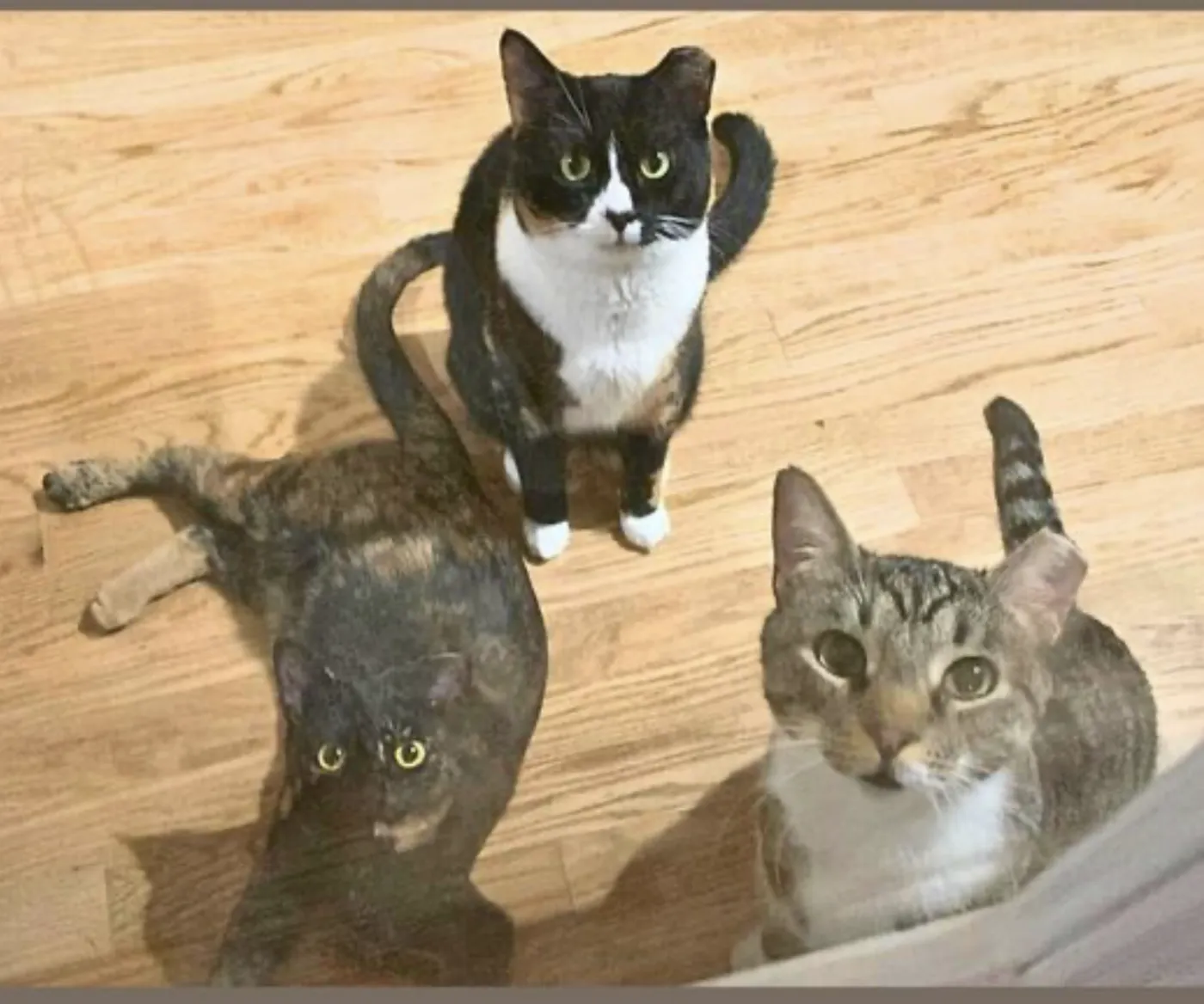 Momma Bear - Photo 4