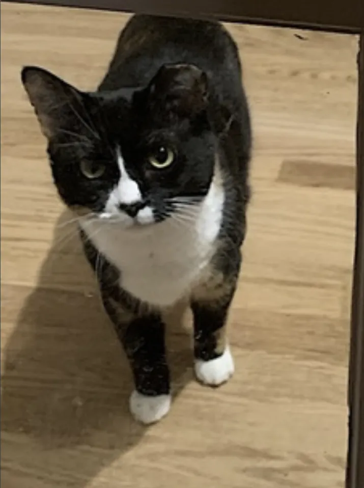 Momma Bear - Photo 5