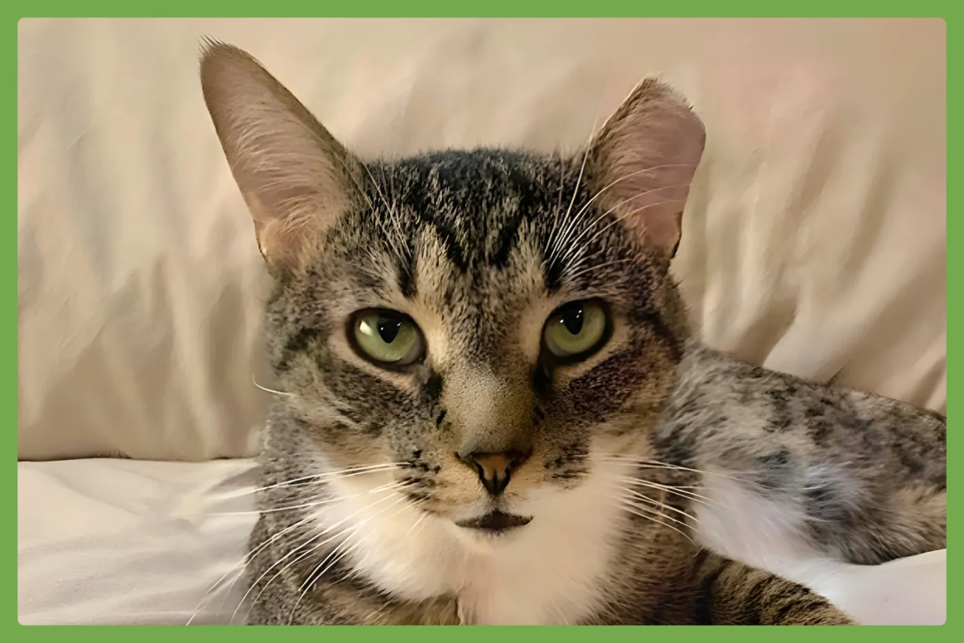 Poppa Bear - Photo 1