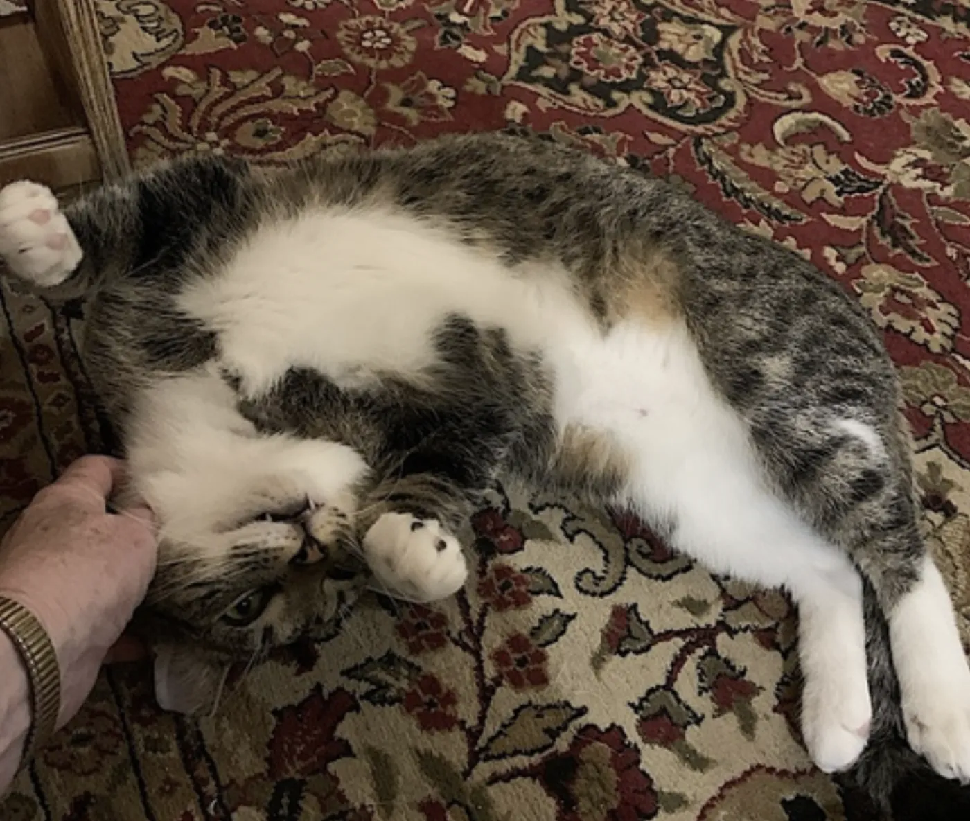 Poppa Bear - Photo 3