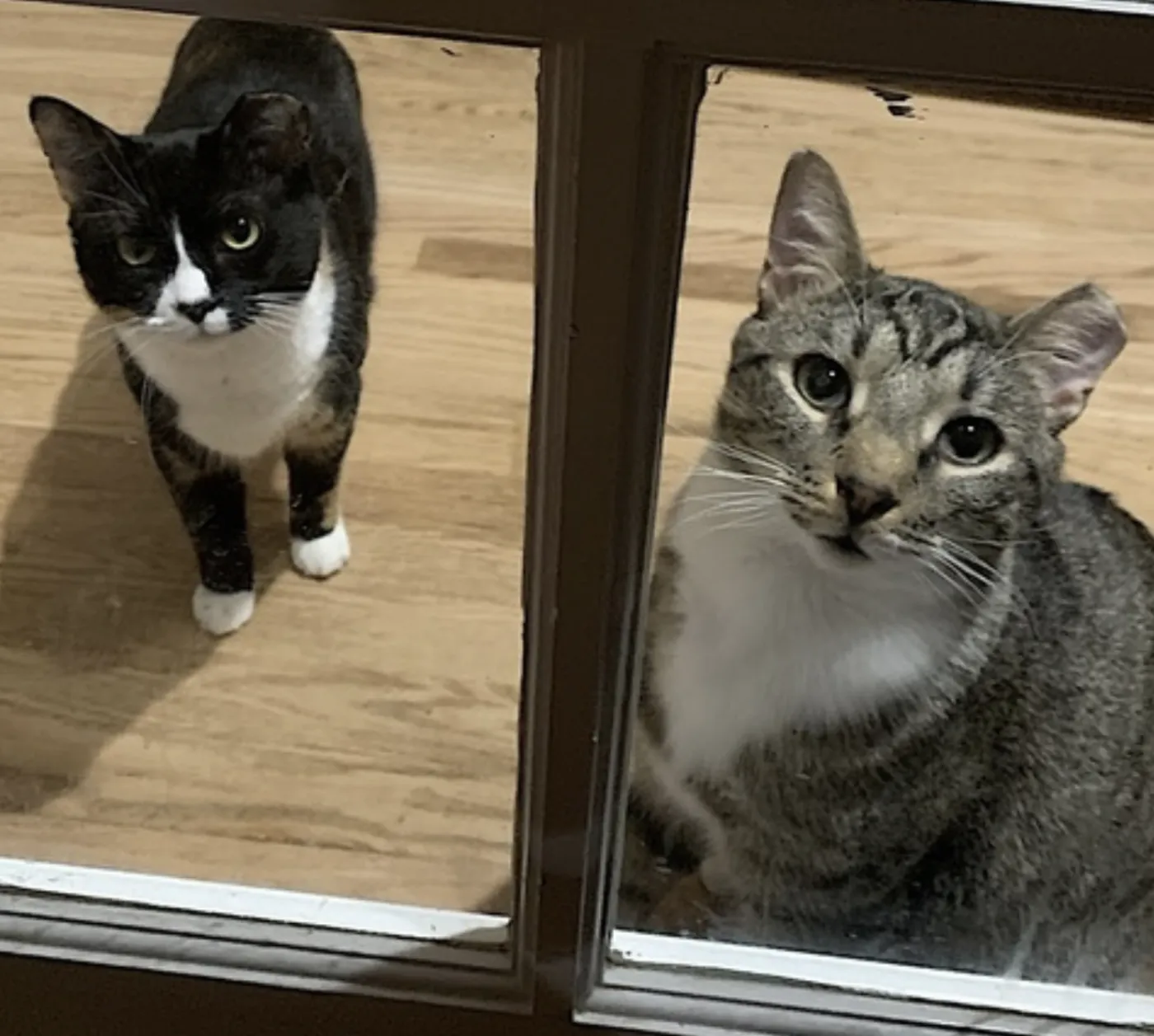 Poppa Bear - Photo 4