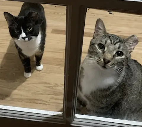 Poppa Bear thumbnail 4