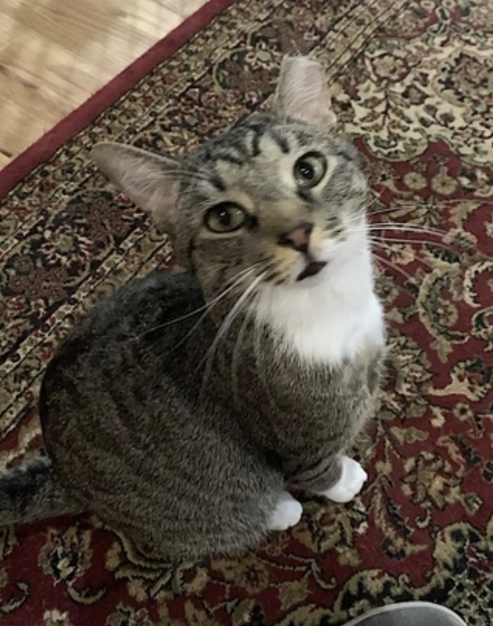 Poppa Bear - Photo 5