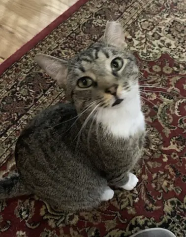 Poppa Bear thumbnail 5