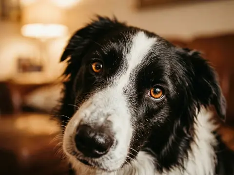 Why Does My Dog Stare at Me? 8 Reasons Explained