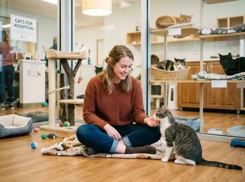 How to Adopt a Cat: A Step-by-Step Beginner's Guide