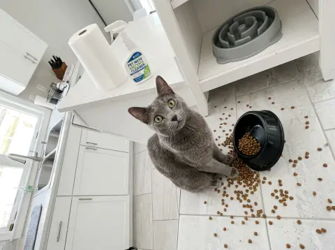 Why Does My Cat Throw Up After Eating? Causes
